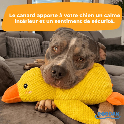 Canard Anti-Stress – Le Bestseller